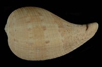 藏品(小琵琶螺)的圖片